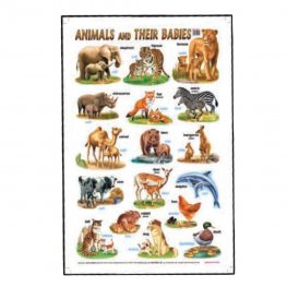 Educational Chart Animals and Their Babies (MM01621)  Educational Chart Animals and Their Babies (MM01621)