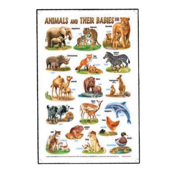 Educational Chart Animals and Their Babies (MM01621)