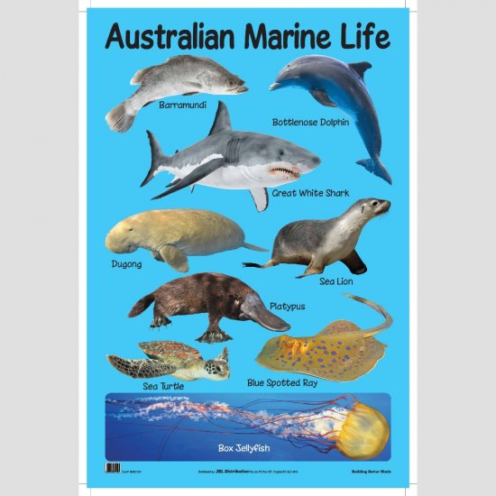 Educational Chart Australian Marine Life (MM07207)