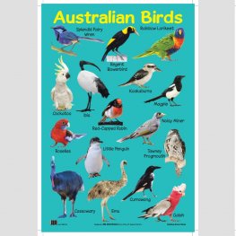 Educational Chart Australian Birds (MM07306)  Educational Chart Australian Birds (MM07306)