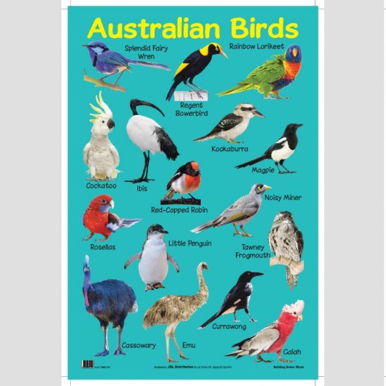 Educational Chart Australian Birds (MM07306)
