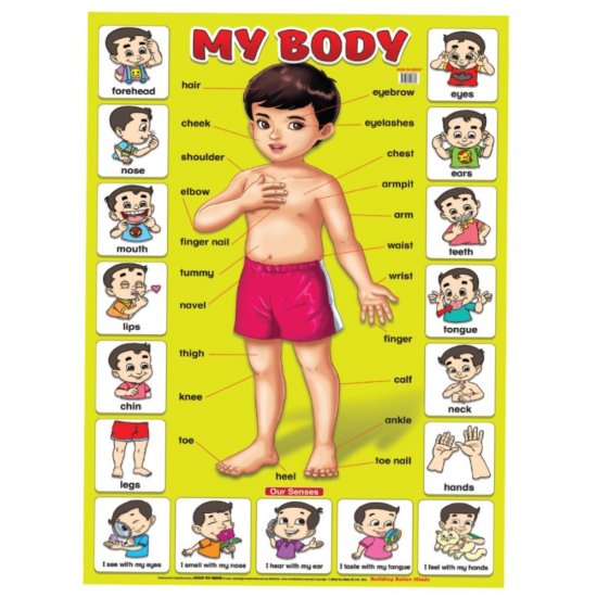 Educational Chart My Body (MM58389)